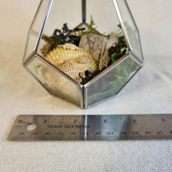 Ethically Sourced Ocean Scene in Terrarium - Picture 10 of 11